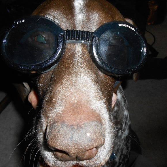 Meet your Posher, Chuck - Picture 1 of 1